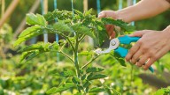 The Yummy Way To Repurpose The Leaves From Your Tomato Plants