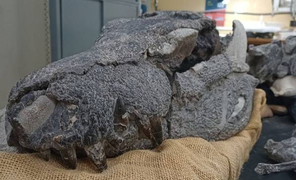 El increíble hallazgo en la Patagonia que cambia la historia de los cocodrilos