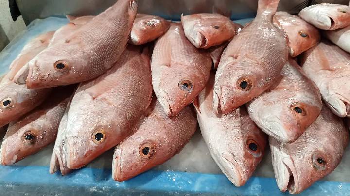 ¿Te tragaste una espina de pescado? Esto recomiendan médicos de Tampico