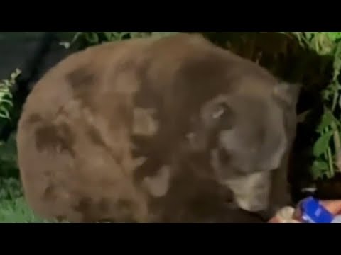 Video: Bear breaks into California home