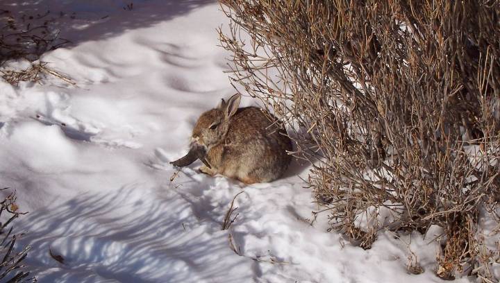 “Zombie” Rabbits With Freaky “Horns” Alarm Residents In Colorado