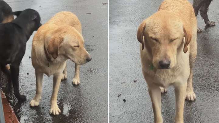 Internet Laughs Over Sweet Sleepy Oregon Dog Trying So Hard To Stay Awake