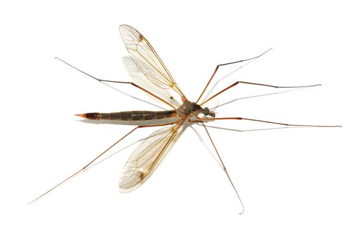 First human case of West Nile virus reported in Placer County this summer