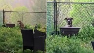 Broken Pit Bull In New York Sat Frozen In The Yard, Unsure If She Could Trust Again