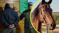 Detienen a hombre por faenar un caballo robado y vender su carne en bolsas en Argentina: El animal era de su vecino
