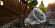 Elimina los mosquitos de casa
