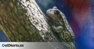 El misterio de las ranas que resucitan: seis meses congeladas a -20ºC y vuelven a la vida en Alaska