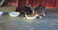Las millonarias indemnizaciones en juego tras la intoxicación y muerte de decenas de mascotas en 2021