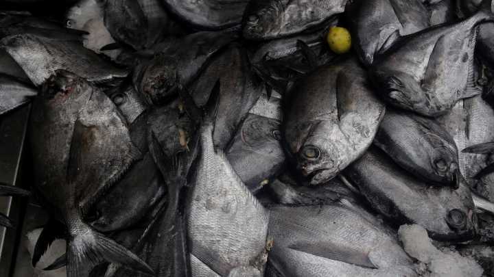 Sernapesca niega la existencia de denuncias formales por usos abusivos de la “Ley Lafkenche”