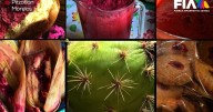 Nuestro México: Pitaya, la fruta que impulsa la economía de Pitzotlán y brilla en la feria 2025