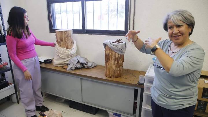 Parque Nacional El Chico: Analizan impacto ecológico de acabar con el escarabajo descortezador