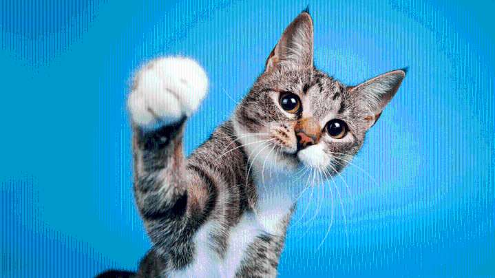 Cat Film Fest comes to The Moxie to help rescue sanctuary