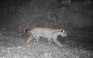 Jaguares Sin Protección | Revelan refugio inexplorado de jaguares y pumas