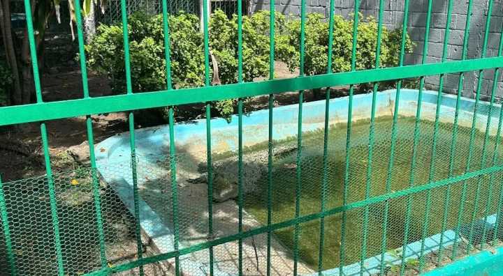 Zoológico de Veracruz investiga robo de un cocodrilo y una boa