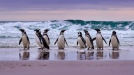 Going with the flow: how penguins use tides to travel and hunt