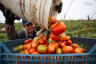 Consejo Nacional Agropecuario mexicano celebra la imposición de precios mínimos al tomate