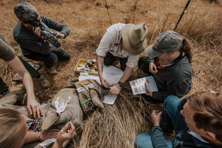 Texas A&M researchers use radioactive material to help protect African rhinos from poachers