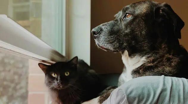 Florida Politicos Lead The Charge To End Deadly Dog And Cat Testing 