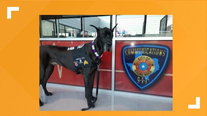 Therapy dog Tonka recovers after surgery in Texas