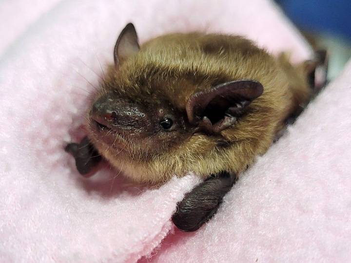 Bats inside homes not a reason to call 911, says Kingston Police