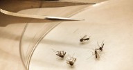 First human case of West Nile virus detected in Salt Lake County