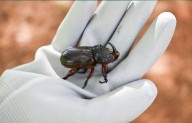 Group seeks interim rule to protect Molokai from invasive beetles