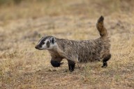 Wildlife Window: Badger sighting brightens the day