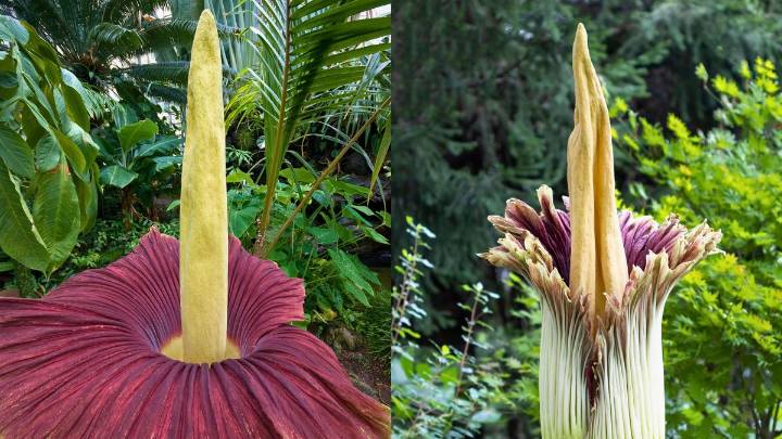 La flor más fea del mundo: ¿cuál es la historia detrás de esta planta gigante y maloliente?