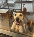 Ontario to ban research testing on dogs and cats, premier says
