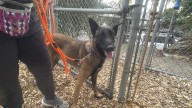 55 animals seized from South Prairie property