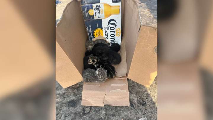 Shock As Shoppers Witness Owner Dumping A Box Of Furry Babies At California Home Depot Parking Lot