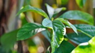 Oro verde: la hierba medicinal del árbol de aguacate que concentra 6 propiedades en 1