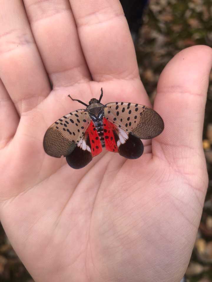 Spotted Lantern Fly 