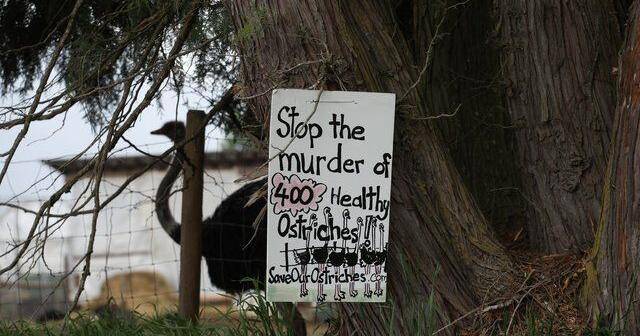 B.C. ostrich farm loses court bid to prevent avian flu cull