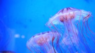 Jellyfish Infestation Forces Nuclear Plant To Shut Down