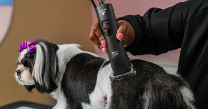 Elevate Every Groom: Precision, Power, and Performance with Andis
