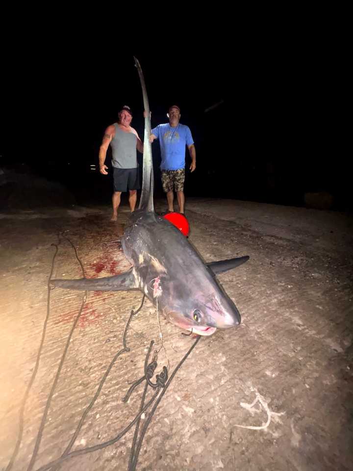 Massive shark caught off the Connecticut coast