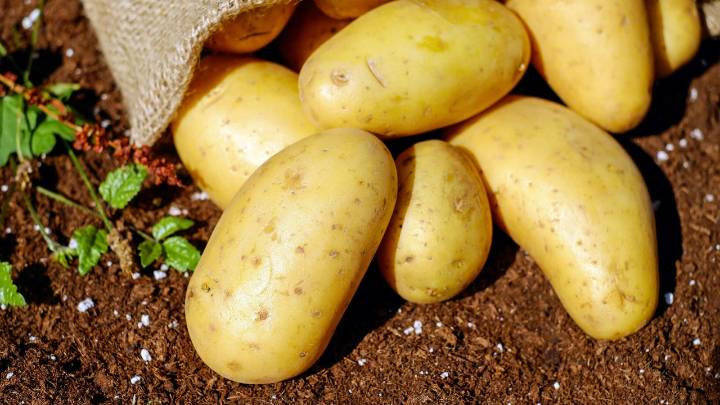 Un agricultor humillado por la industria “regala” 50 toneladas de patatas: “Trabajamos como esclavos para que nos tiren la cosecha“