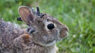 Rabbits with tentacle-like growths seen in Colorado