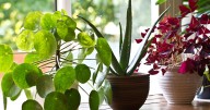 Five houseplants that can make your home feel cooler in UK heatwave