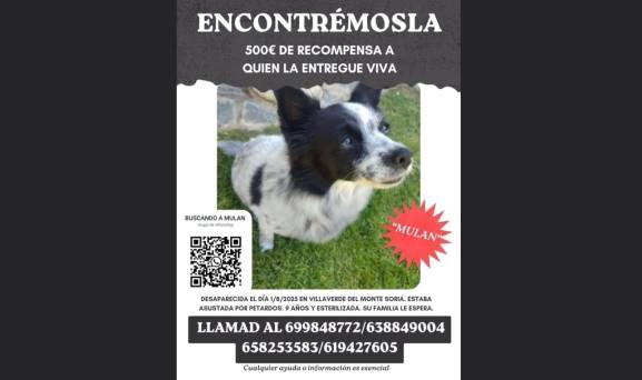 Ofrecen 500 euros de recompensa por encontrar a Mulan, una perra perdida en Villaverde del Monte