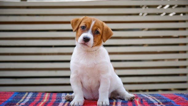 BBB warns of rising pet scams and how to avoid them