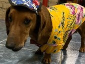 ARGENTINA. Salió caro: la increíble multa que recibió dueño de tierno perro salchicha por ladridos en la vía pública