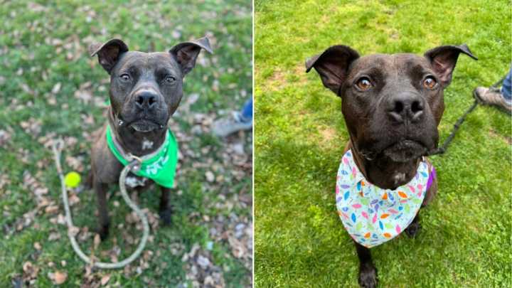 Pennsylvania Dog Waiting Nearly Four Years Still Dreams Of A Family To Call His Own