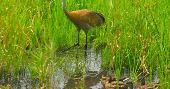 WASHBURN: August with the cranes