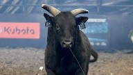PBR bulls live like stars