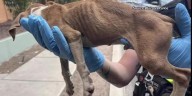 Tucson Police arrest man accused of animal cruelty