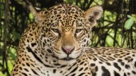 Histórica condena por matar a un yaguareté: dos años de prisión para tres cazadores en Formosa