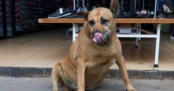 ¡Toda una celebridad! El "perro gordo de Texcoco", la nueva atracción turística del Edomex