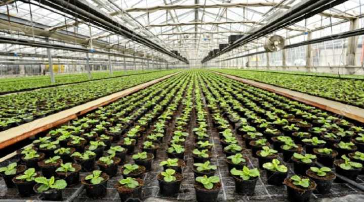 Venezuela producirá 11 millones de plantas para recuperar cuencas